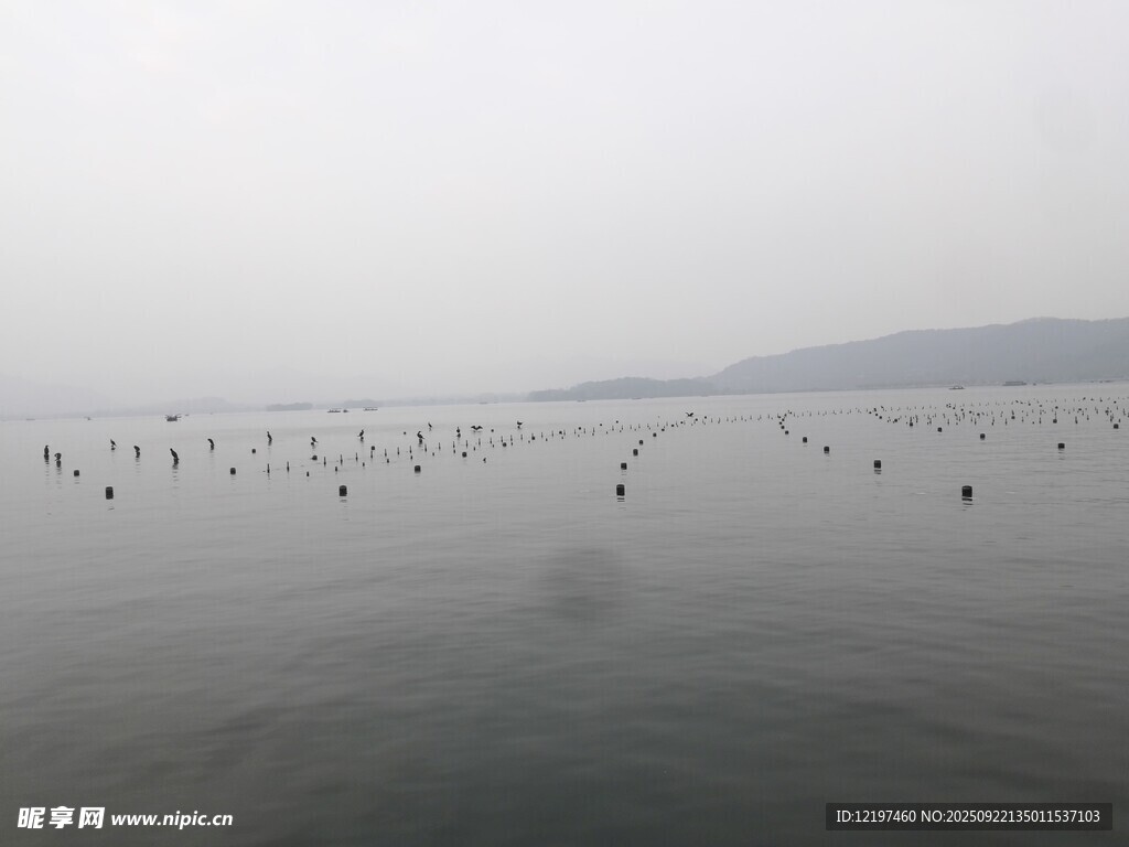 湖面上的群鳥景觀
