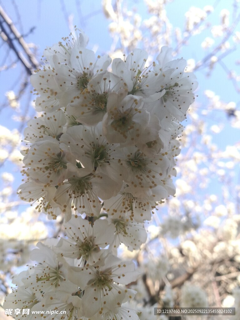 枝頭繁花綻放