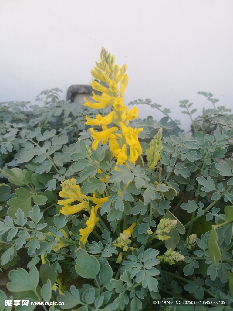 金黃花朵綻放綠葉間