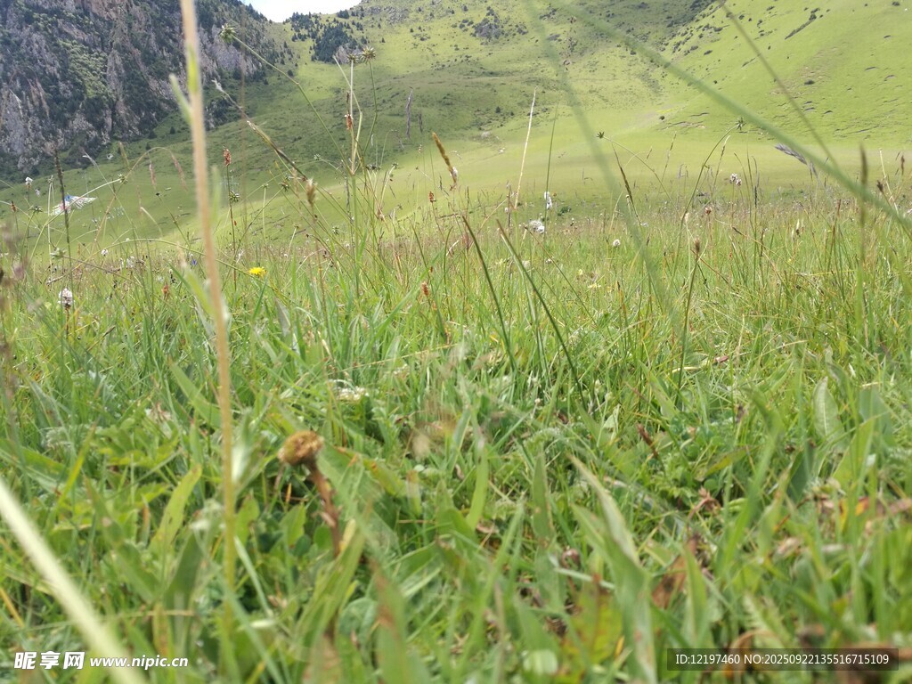 野外翠綠草地景象