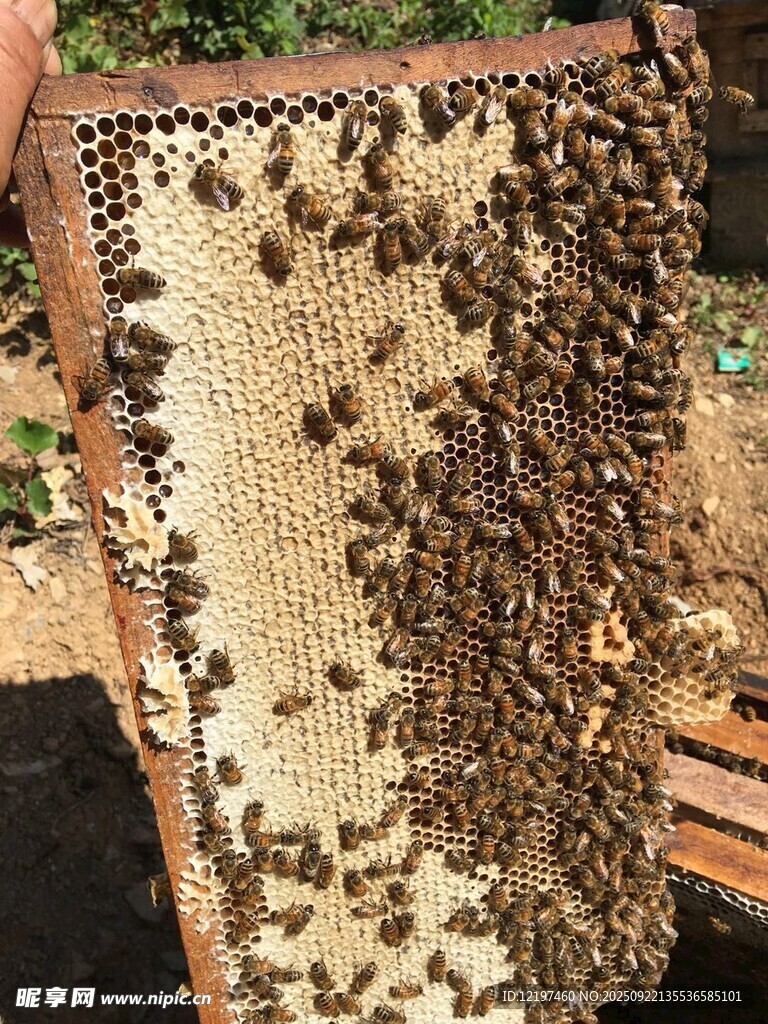 蜂巢上忙碌的蜂群