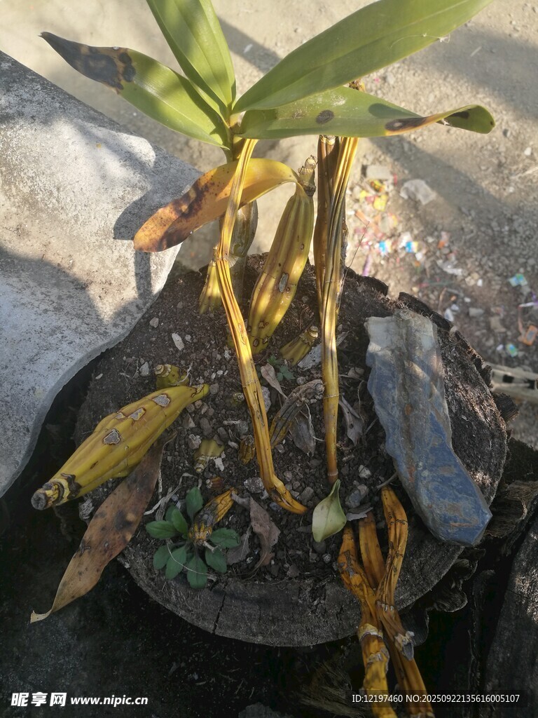 盆栽植物的根系特寫