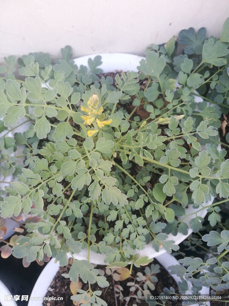 盆栽綠植生機(jī)盎然的小世界