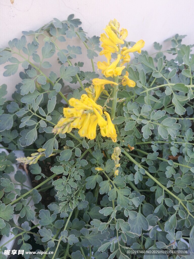 黃色小花綻放綠葉間