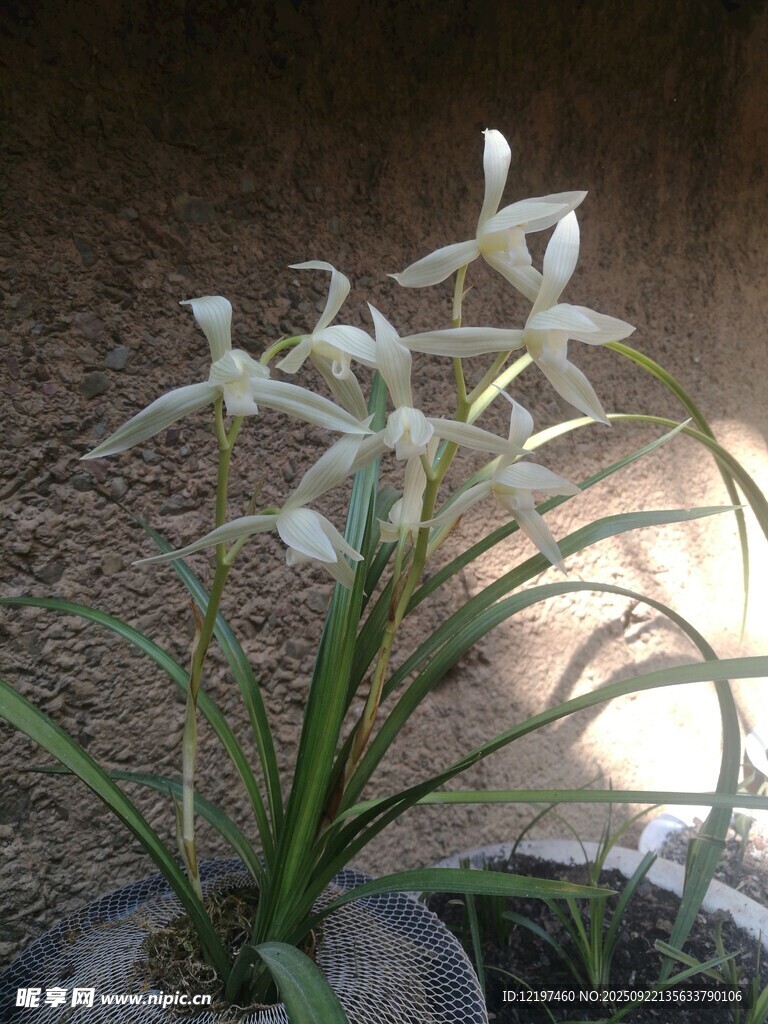 素雅白花綻放于綠植間