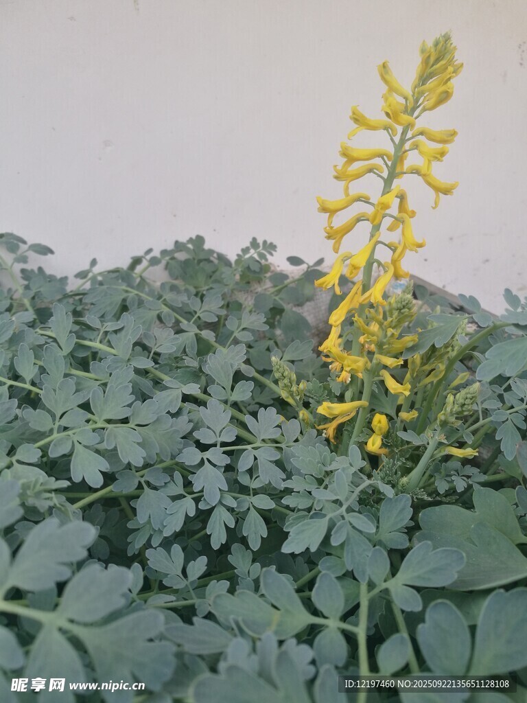 一枝黃花綻放綠葉間