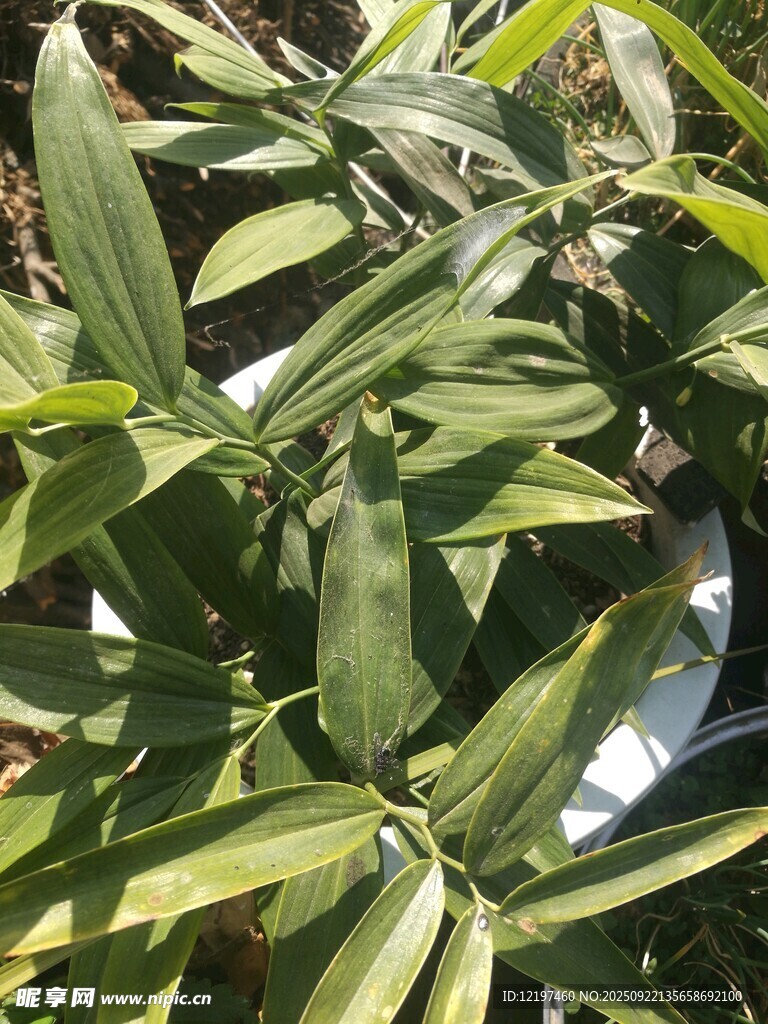翠綠葉片植物特寫