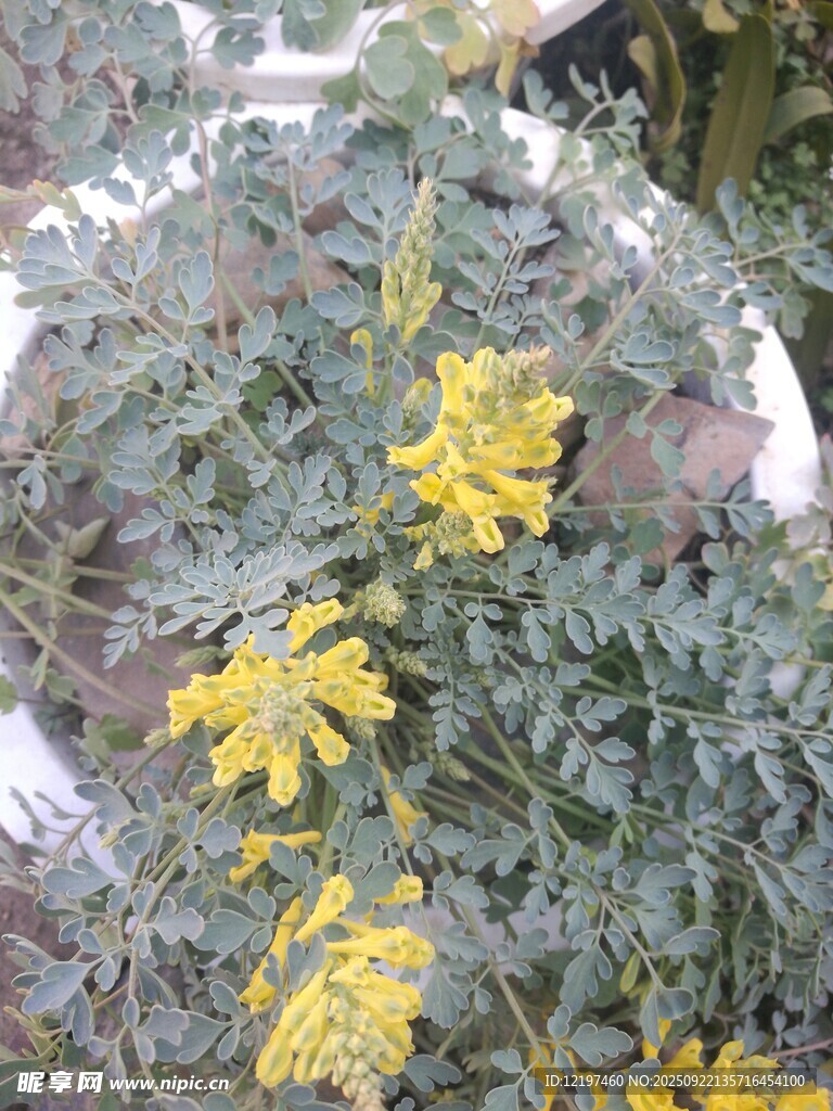 綠葉間綻放的黃色小花