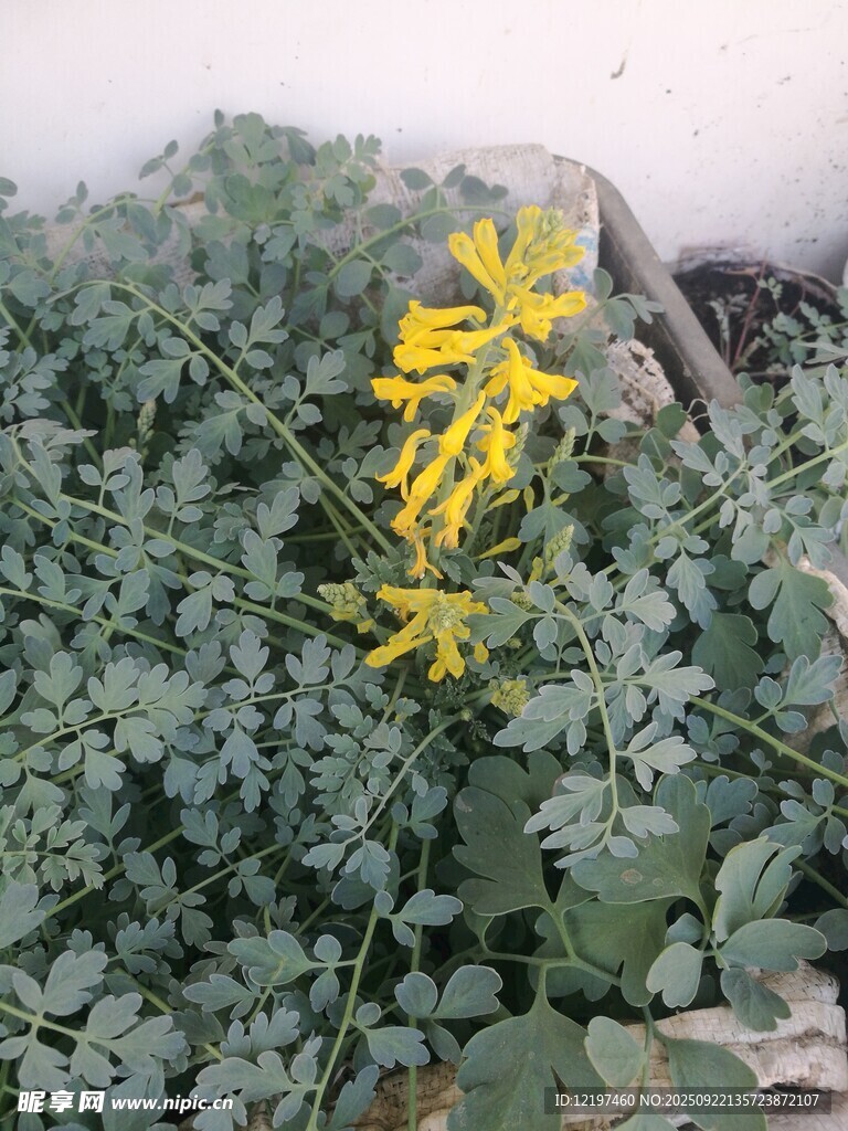 黃色小花綻放于綠植間