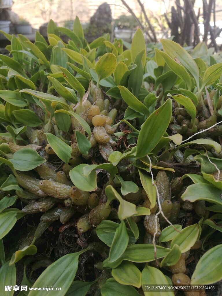 綠葉叢中的飽滿果實