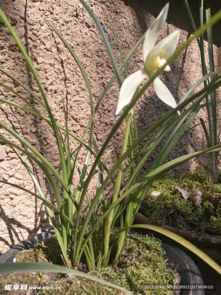 素雅蘭花綻于綠植間