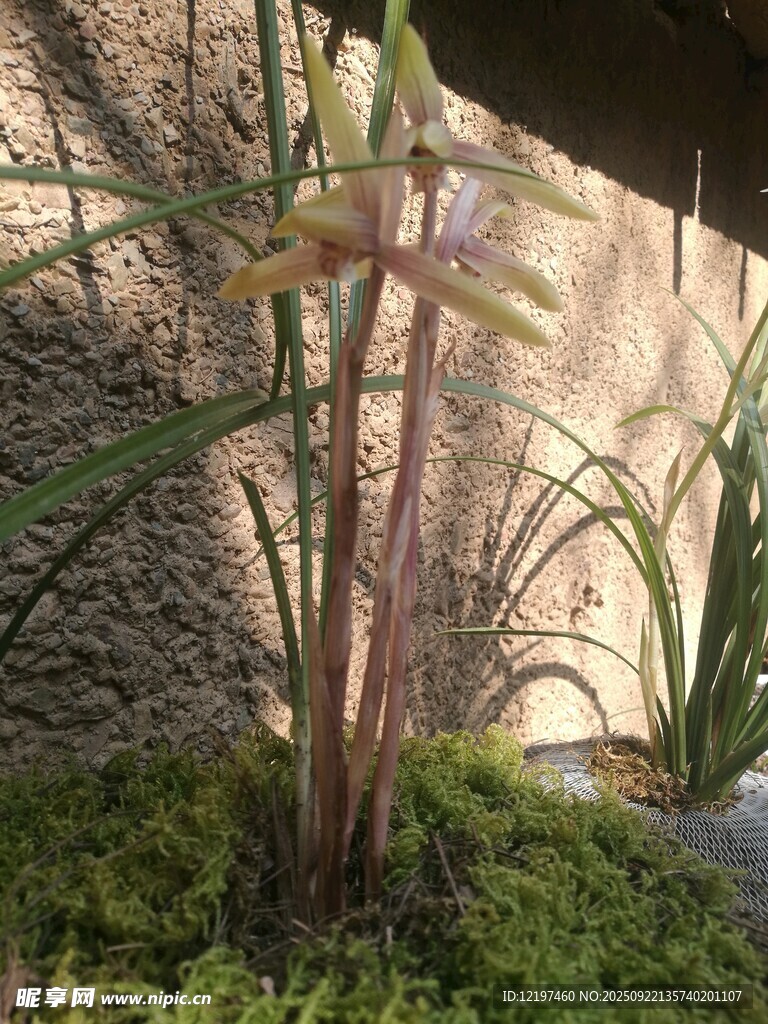 石旁生長(zhǎng)的奇異花卉