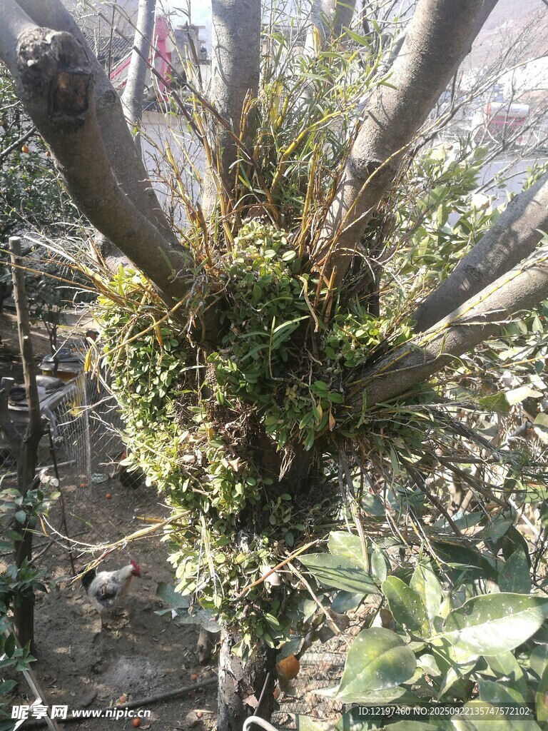樹干上的繁茂附生植物
