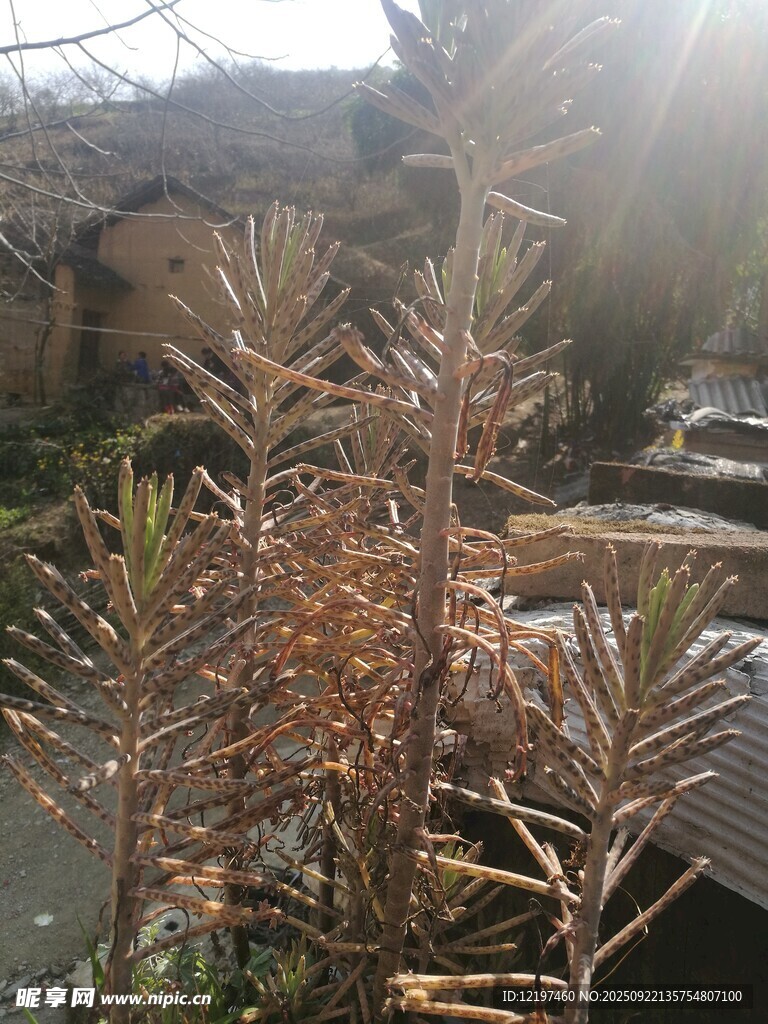 冬日枯萎植物景觀