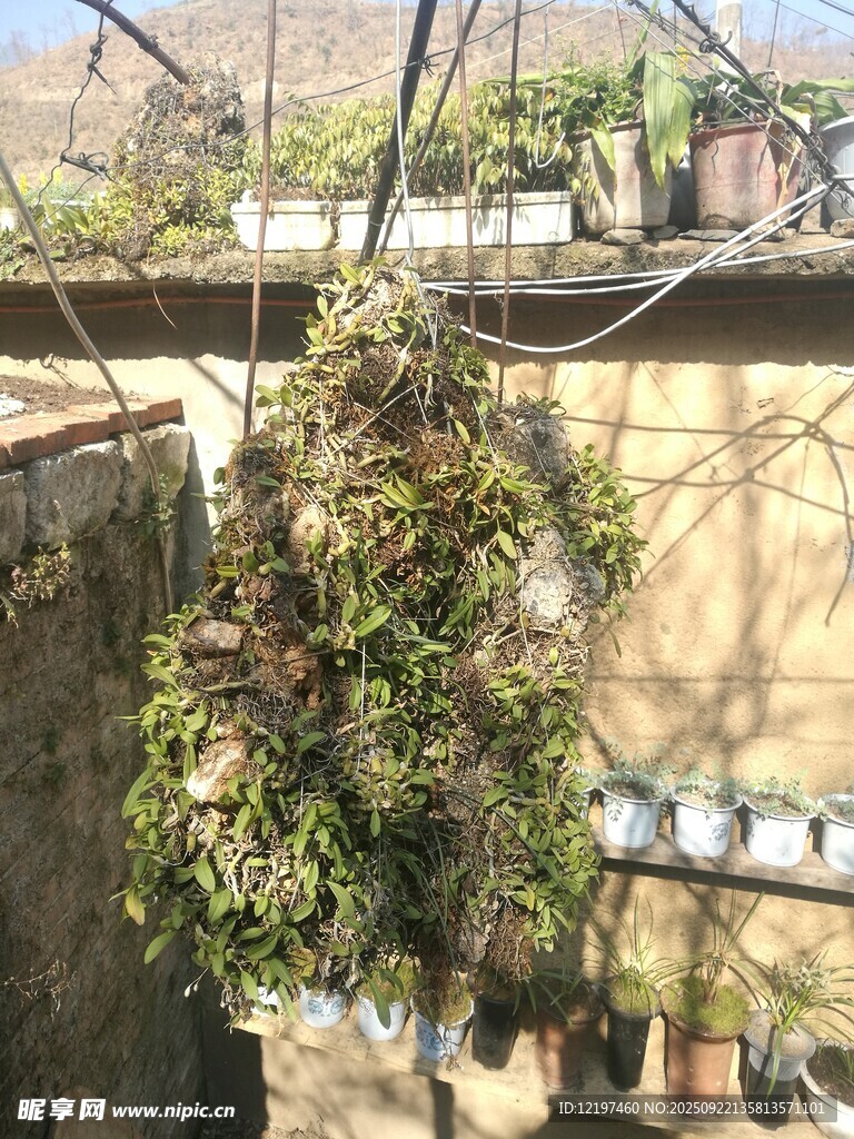 屋頂綠植自然生機(jī)小角落