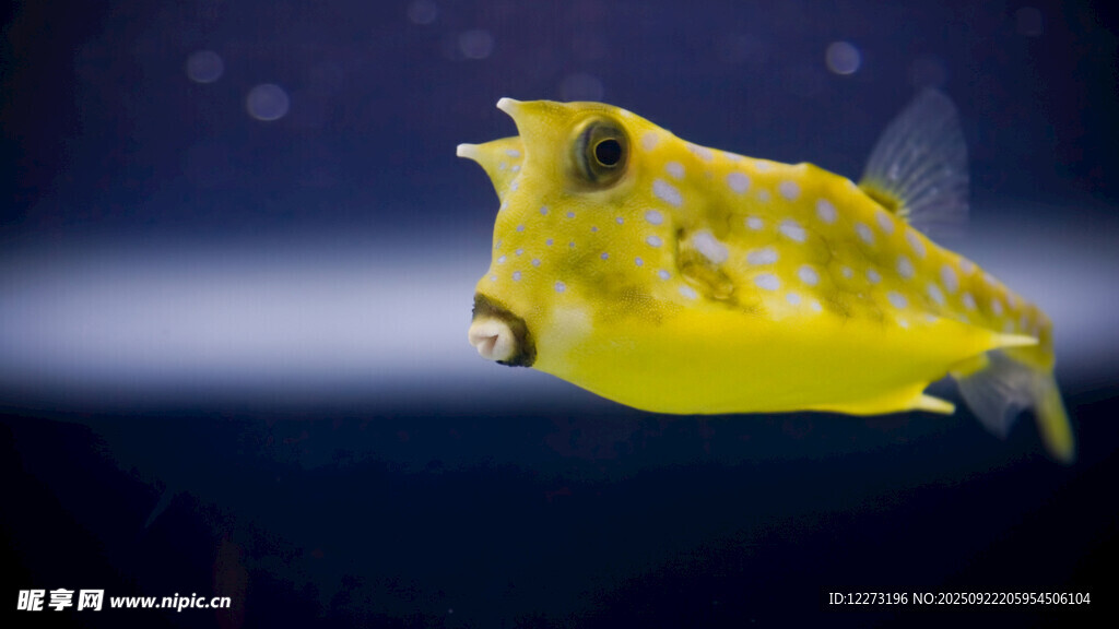 黃色斑點(diǎn)小魚(yú)特寫(xiě)
