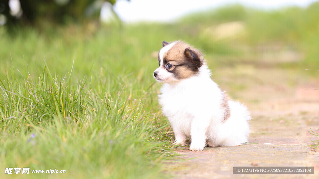 小萌犬坐于草地小徑