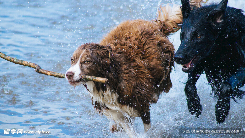 兩犬水中拔河玩耍瞬間