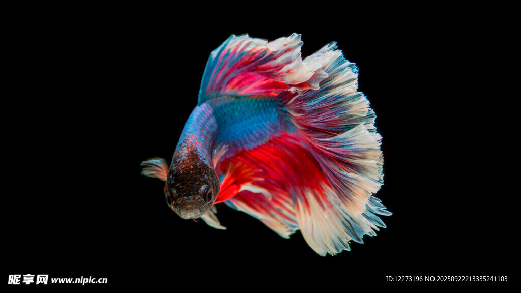 色彩斑斕的美麗斗魚