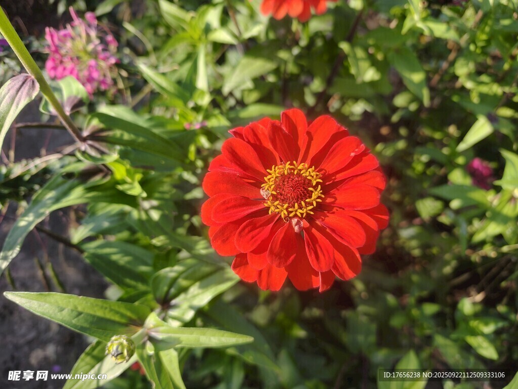 鮮艷紅花綻放于綠葉間