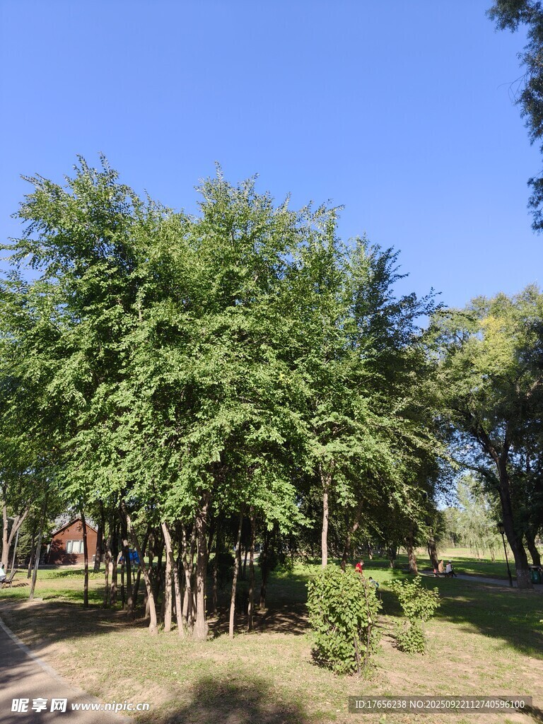 綠樹成蔭的戶外景致