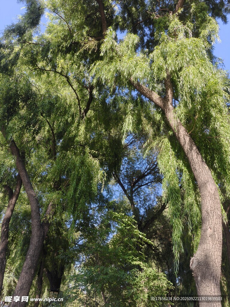 茂密樹林中的繁茂樹木