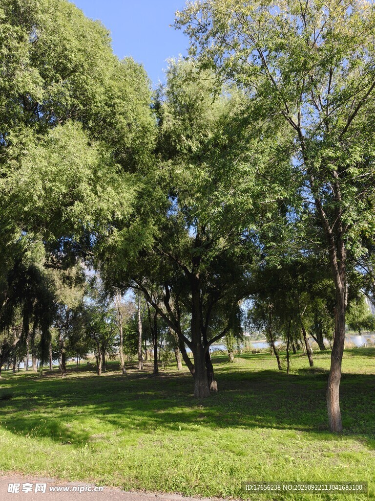 綠意盎然的公園樹林景觀