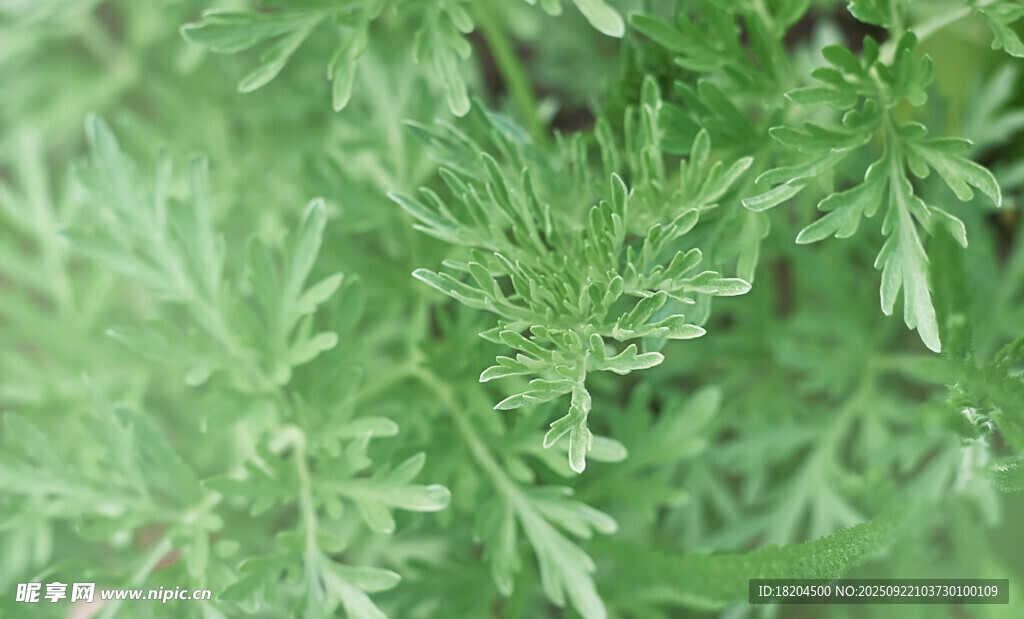 艾草 特寫(xiě)