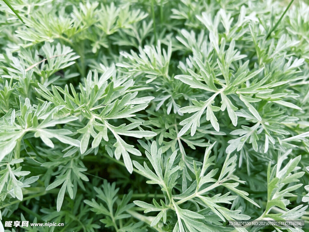 艾草植株特寫