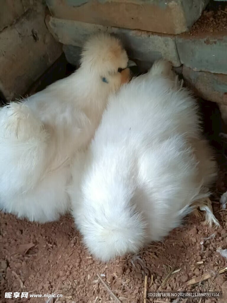 可愛(ài)小雞依偎在角落