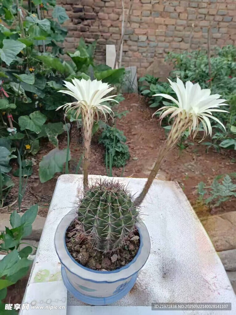 兩株開花的仙人掌盆栽
