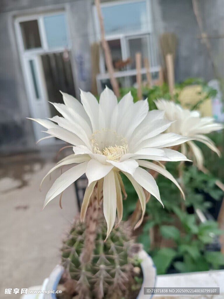 仙人球綻放素雅白花
