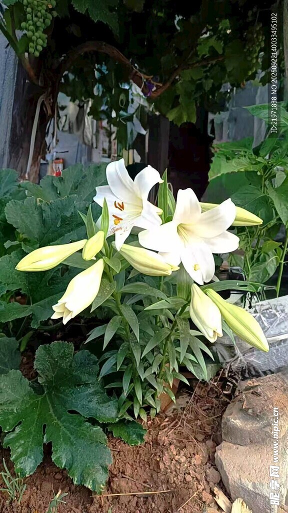 白色百合花綻放于綠植間