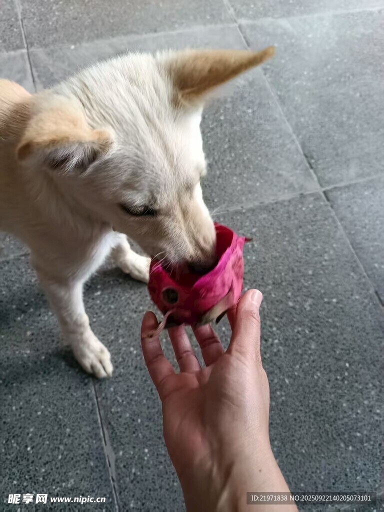狗狗咬玩具與人互動