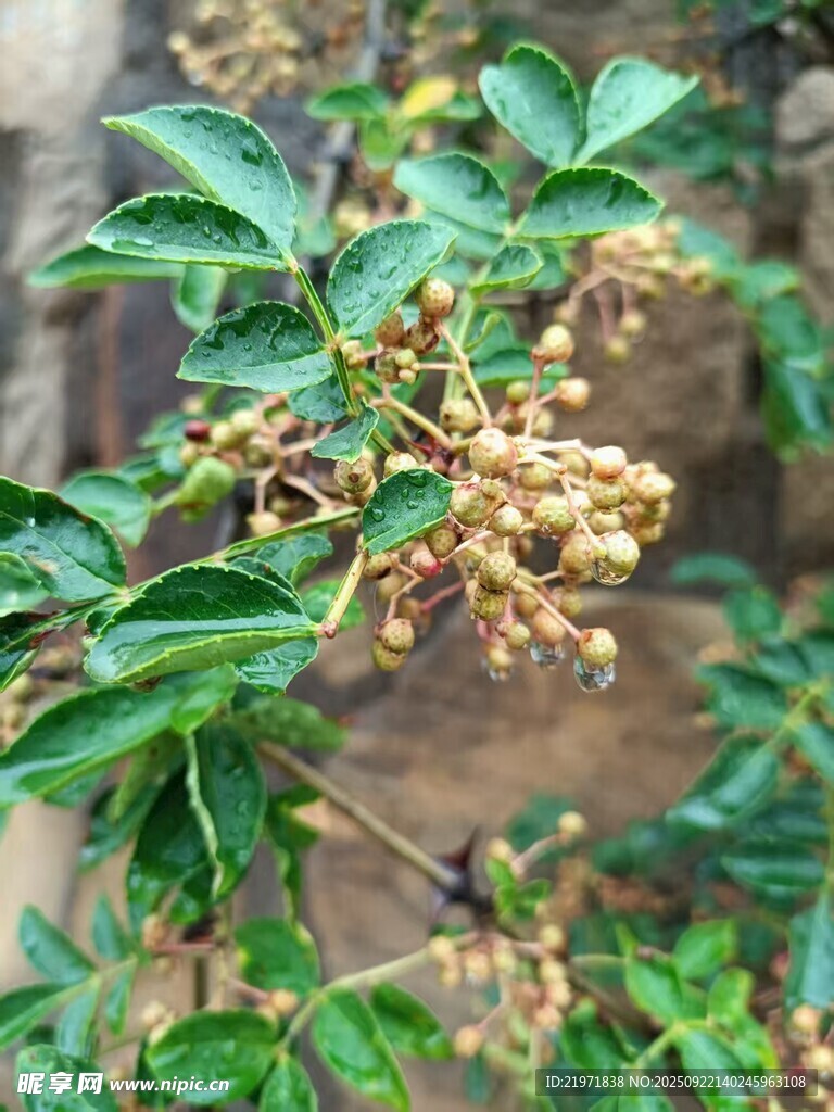 花椒樹特寫