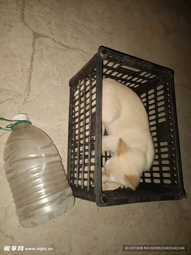 紙箱中小貓與塑料瓶