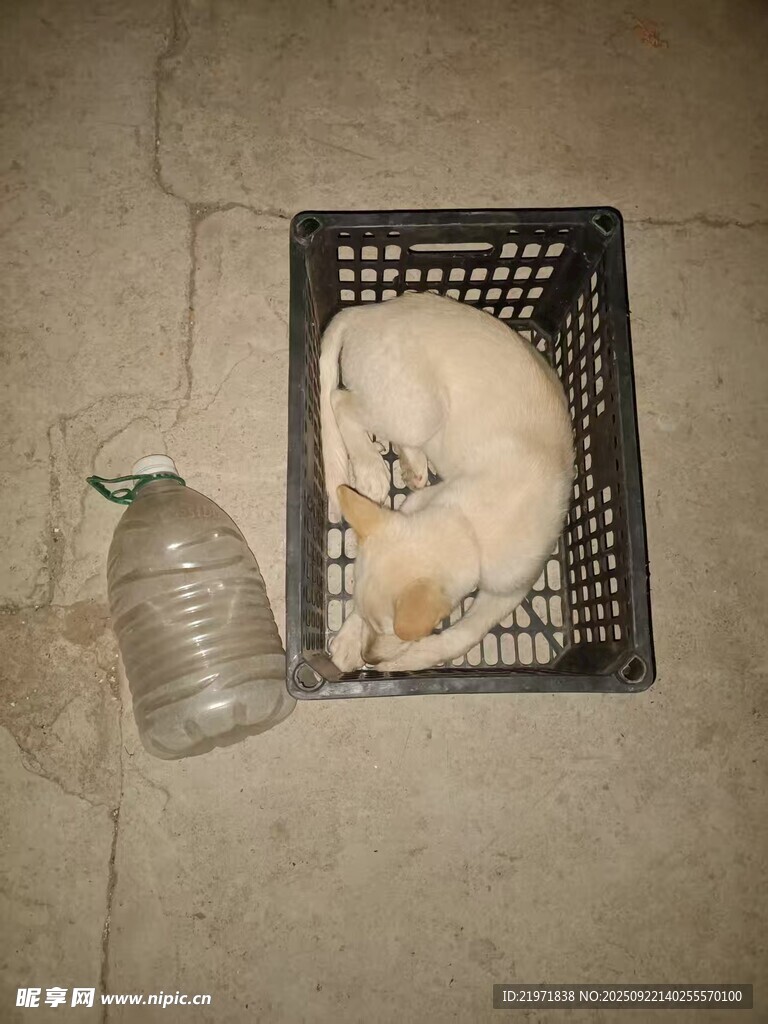 紙箱中小狗與塑料瓶