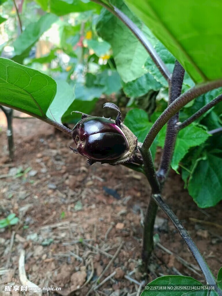奇特黑色花朵植物特寫