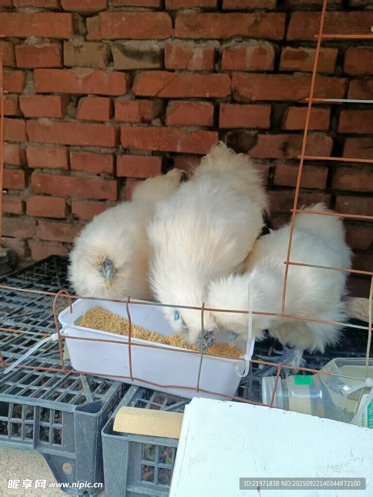 可愛白雞在籠中