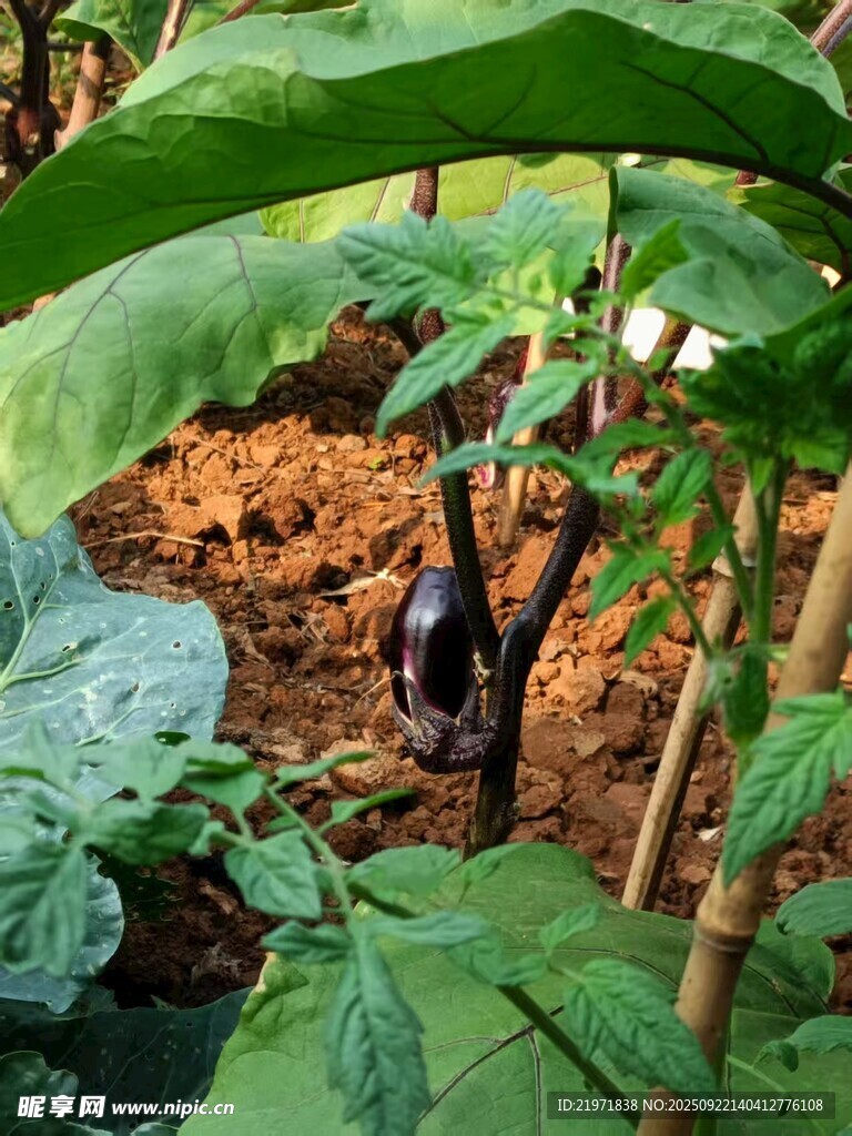 菜園中的紫茄子植株