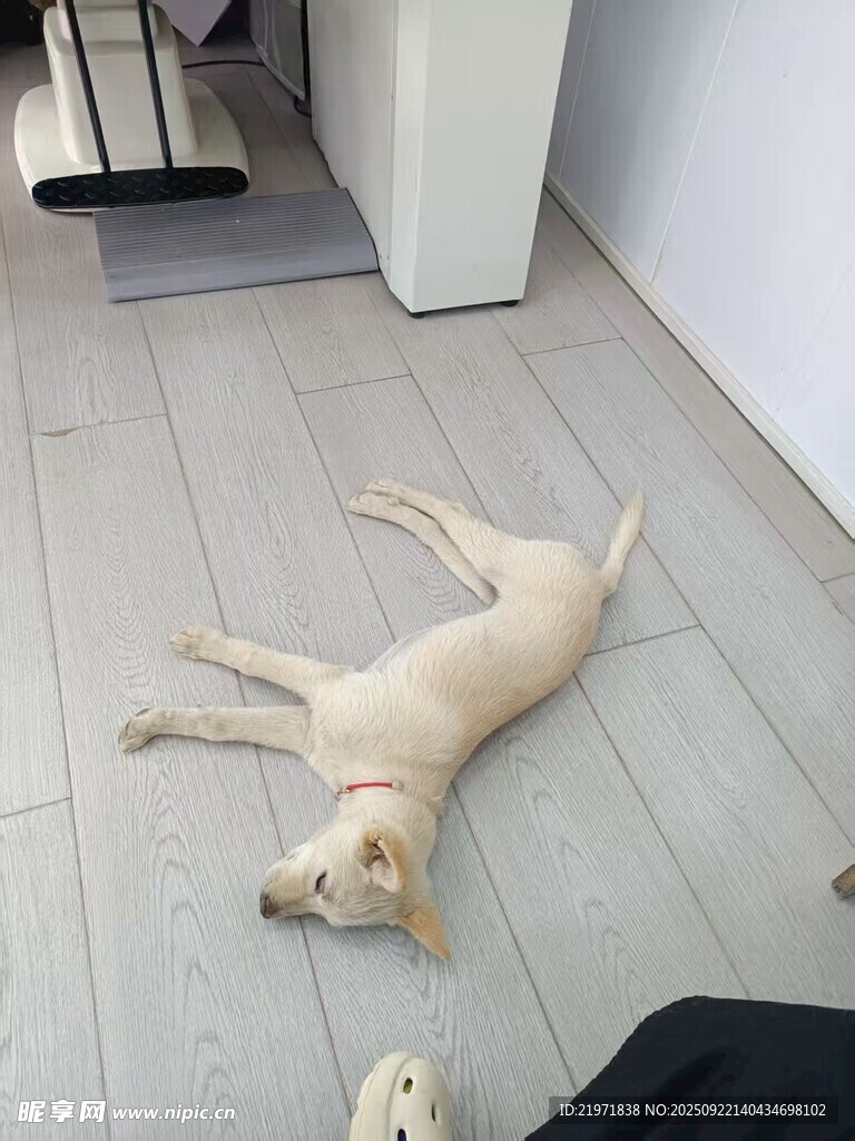 趴著休息的可愛小黃狗