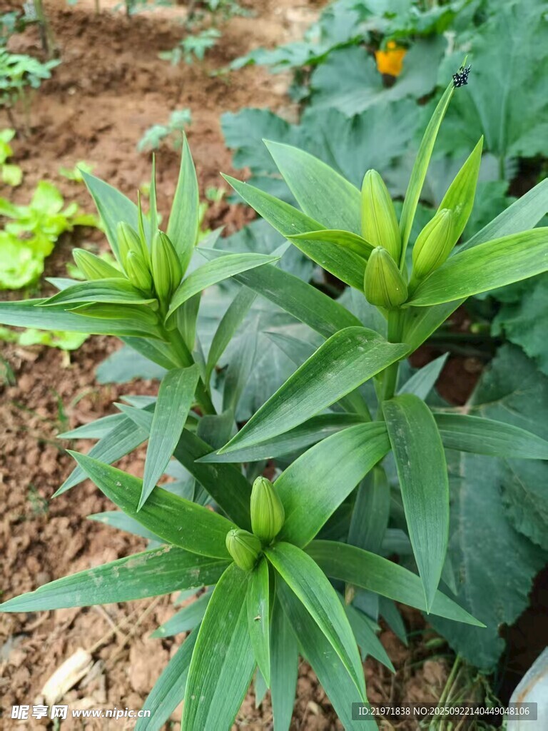 田間嫩綠植物生機(jī)勃勃
