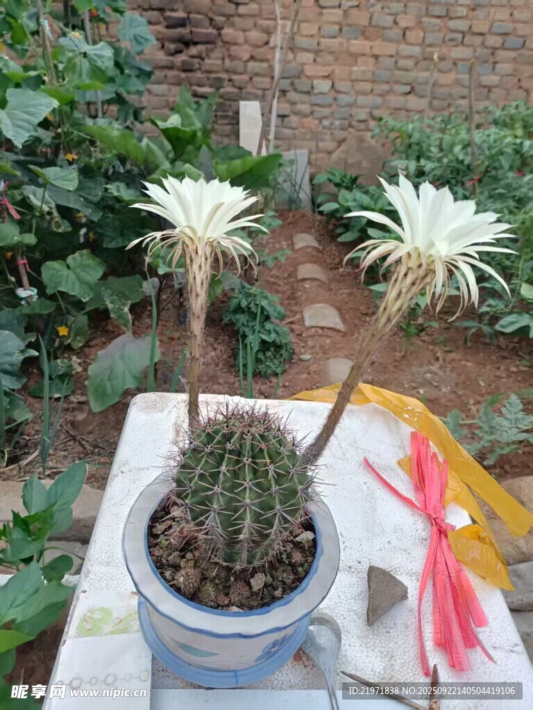 仙人球綻放美麗花朵