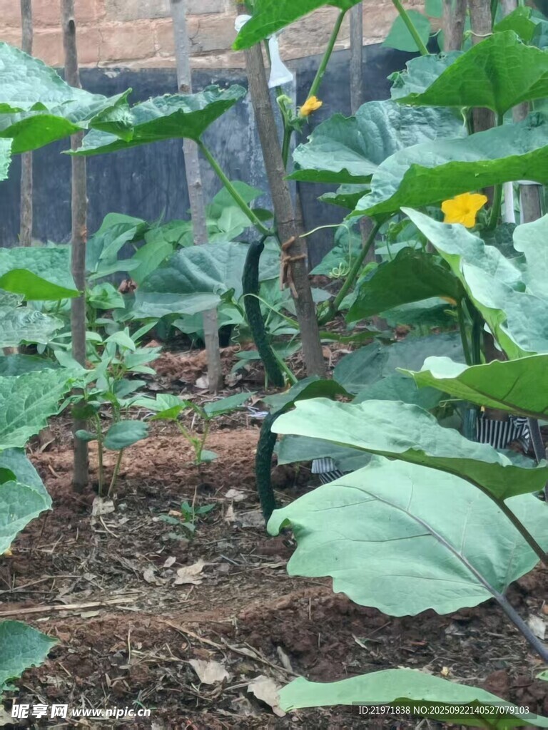 菜園中的蓬勃植物