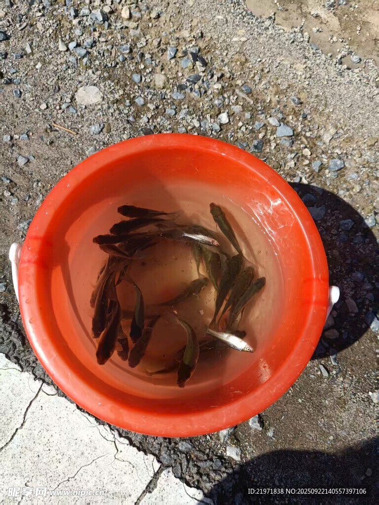 盆中鮮活的魚群