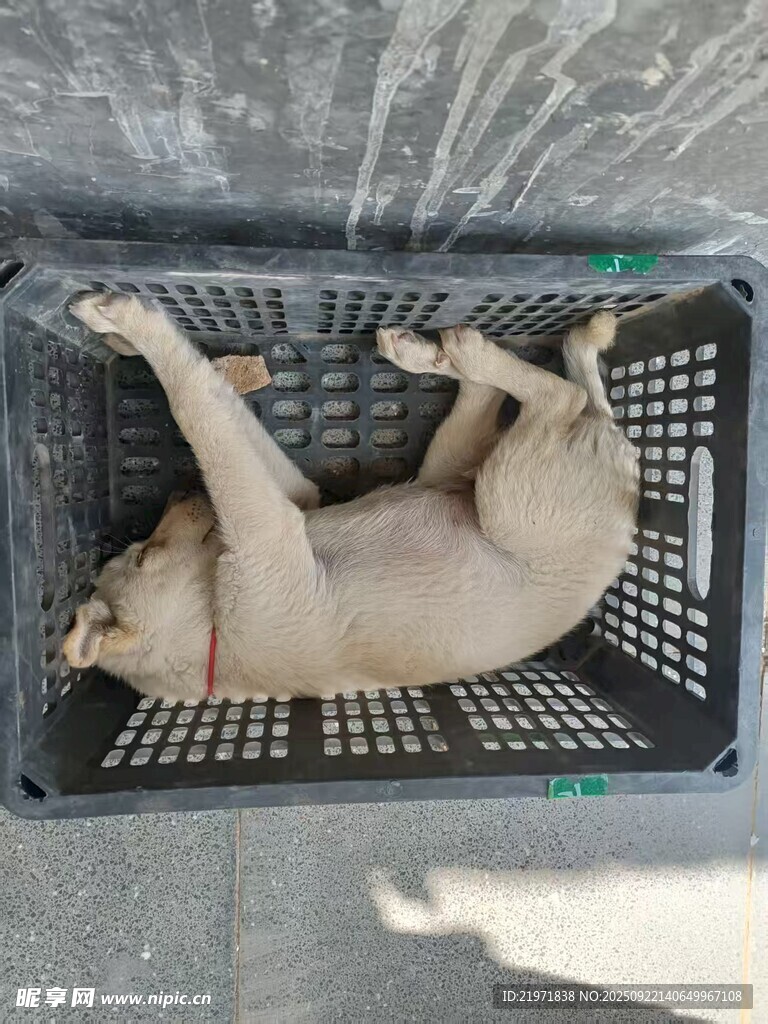 箱中酣睡的可愛小狗