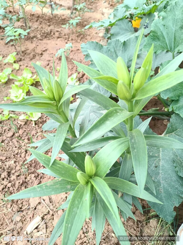 田間生長的嫩綠植物