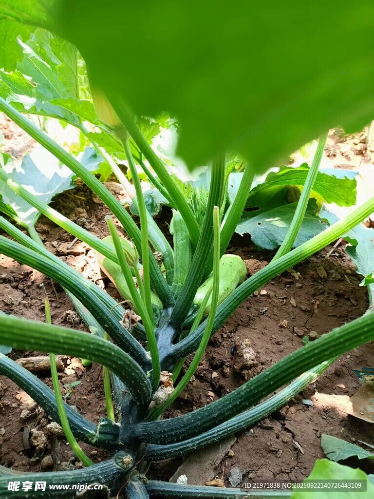 田間生長(zhǎng)的翠綠瓜藤