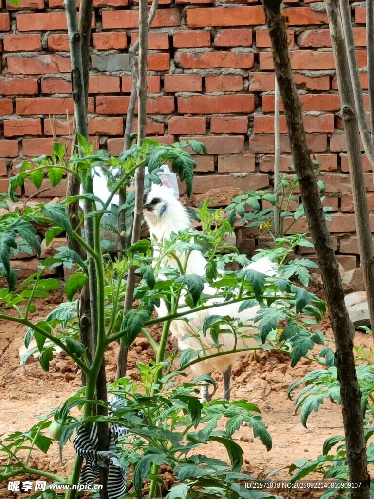 磚墻旁生長的綠色植物