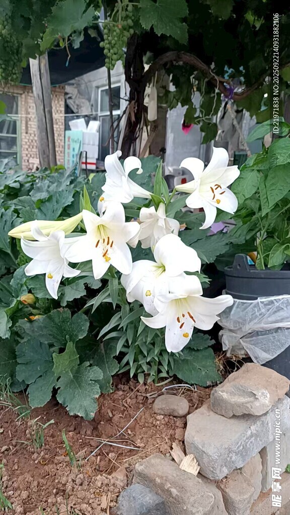 石邊綻放的白色花卉